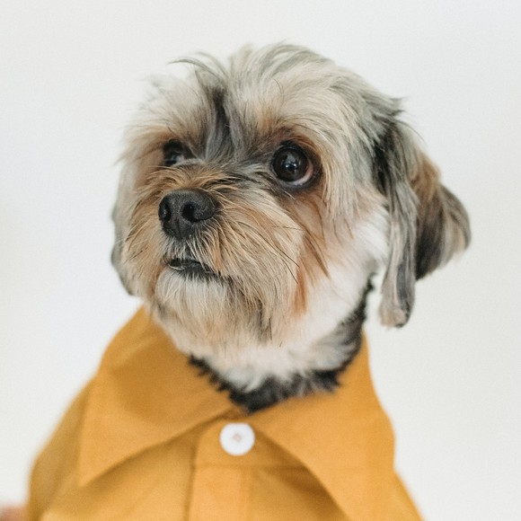 All dogs deserve to look fetching! - Picture 1 of 1